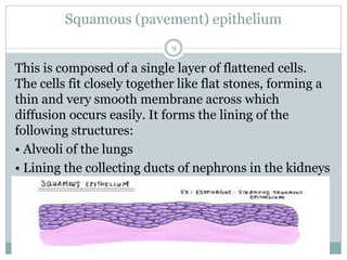 Squamous (pavement) epithelium
9
This is composed of a single layer of flattened cells.
The cells fit closely together like flat stones, forming a
thin and very smooth membrane across which
diffusion occurs easily. It forms the lining of the
following structures:
• Alveoli of the lungs
• Lining the collecting ducts of nephrons in the kidneys
 