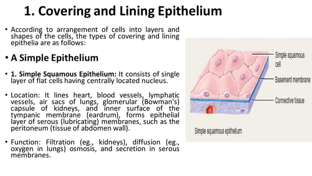 Tissue level of organization.pdf