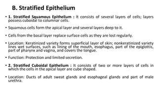 B. Stratified Epithelium
• 1. Stratified Squamous Epithelium : It consists of several layers of cells; layers
possess cubo...