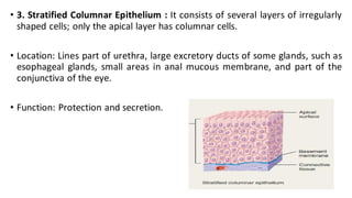 • 3. Stratified Columnar Epithelium : It consists of several layers of irregularly
shaped cells; only the apical layer has...