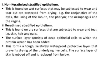 i. Non-Keratinised stratified epithelium.
 This is found on wet surfaces that may be subjected to wear and
tear but are protected from drying, e.g. the conjunctiva of the
eyes, the lining of the mouth, the pharynx, the oesophagus and
the vagina.
ii. Keratinised stratified epithelium:
 This is found on dry surfaces that are subjected to wear and tear,
i.e. skin, hair and nails.
 The surface layer consists of dead epithelial cells to which the
protein keratin has been added.
 This forms a tough, relatively waterproof protective layer that
prevents drying of the underlying live cells. The surface layer of
skin is rubbed off and is replaced from below.
 