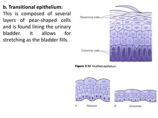 b. Transitional epithelium:
This is composed of several
layers of pear-shaped cells
and is found lining the urinary
bladder. It allows for
stretching as the bladder fills.
 