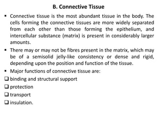 B. Connective Tissue
 Connective tissue is the most abundant tissue in the body. The
cells forming the connective tissues are more widely separated
from each other than those forming the epithelium, and
intercellular substance (matrix) is present in considerably larger
amounts.
 There may or may not be fibres present in the matrix, which may
be of a semisolid jelly-like consistency or dense and rigid,
depending upon the position and function of the tissue.
 Major functions of connective tissue are:
 binding and structural support
 protection
 transport
 insulation.
 