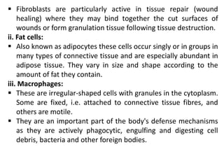  Fibroblasts are particularly active in tissue repair (wound
healing) where they may bind together the cut surfaces of
wounds or form granulation tissue following tissue destruction.
ii. Fat cells:
 Also known as adipocytes these cells occur singly or in groups in
many types of connective tissue and are especially abundant in
adipose tissue. They vary in size and shape according to the
amount of fat they contain.
iii. Macrophages:
 These are irregular-shaped cells with granules in the cytoplasm.
Some are fixed, i.e. attached to connective tissue fibres, and
others are motile.
 They are an important part of the body's defense mechanisms
as they are actively phagocytic, engulfing and digesting cell
debris, bacteria and other foreign bodies.
 