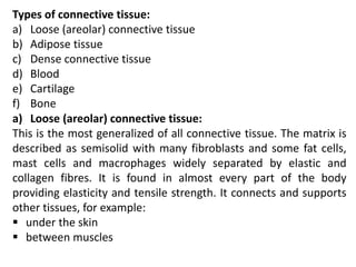 Types of connective tissue:
a) Loose (areolar) connective tissue
b) Adipose tissue
c) Dense connective tissue
d) Blood
e) Cartilage
f) Bone
a) Loose (areolar) connective tissue:
This is the most generalized of all connective tissue. The matrix is
described as semisolid with many fibroblasts and some fat cells,
mast cells and macrophages widely separated by elastic and
collagen fibres. It is found in almost every part of the body
providing elasticity and tensile strength. It connects and supports
other tissues, for example:
 under the skin
 between muscles
 