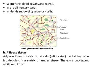  supporting blood vessels and nerves
 in the alimentary canal
 in glands supporting secretory cells.
Loose (areolar) connective tissue
b. Adipose tissue:
Adipose tissue consists of fat cells (adipocytes), containing large
fat globules, in a matrix of areolar tissue. There are two types:
white and brown.
 