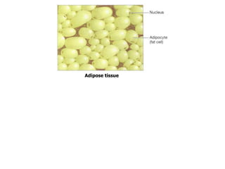 Adipose tissue
 