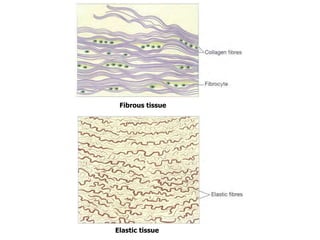Fibrous tissue
Elastic tissue
 