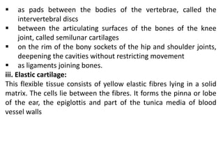  as pads between the bodies of the vertebrae, called the
intervertebral discs
 between the articulating surfaces of the bones of the knee
joint, called semilunar cartilages
 on the rim of the bony sockets of the hip and shoulder joints,
deepening the cavities without restricting movement
 as ligaments joining bones.
iii. Elastic cartilage:
This flexible tissue consists of yellow elastic fibres lying in a solid
matrix. The cells lie between the fibres. It forms the pinna or lobe
of the ear, the epiglottis and part of the tunica media of blood
vessel walls
 