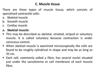 C. Muscle tissue
There are three types of muscle tissue, which consists of
specialised contractile cells:
a. Skeletal muscle
b. Smooth muscle
c. Cardiac muscle
a. Skeletal muscle:
 This may be described as skeletal, striated, striped or voluntary
muscle. It is called voluntary because contraction is under
conscious control.
 When skeletal muscle is examined microscopically the cells are
found to be roughly cylindrical in shape and may be as long as
35 cm.
 Each cell, commonly called a fibre, has several nuclei situated
just under the sarcolemma or cell membrane of each muscle
fibre.
 