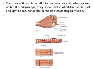  The muscle fibres lie parallel to one another and, when viewed
under the microscope, they show well-marked transverse dark
and light bands, hence the name striated or striped muscle.
 