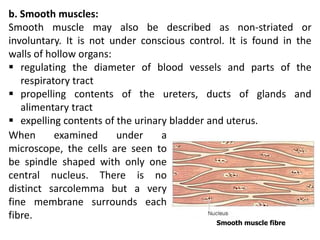 b. Smooth muscles:
Smooth muscle may also be described as non-striated or
involuntary. It is not under conscious control. It is found in the
walls of hollow organs:
 regulating the diameter of blood vessels and parts of the
respiratory tract
 propelling contents of the ureters, ducts of glands and
alimentary tract
 expelling contents of the urinary bladder and uterus.
When examined under a
microscope, the cells are seen to
be spindle shaped with only one
central nucleus. There is no
distinct sarcolemma but a very
fine membrane surrounds each
fibre.
Smooth muscle fibre
 