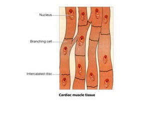 Cardiac muscle tissue
 