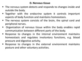 D. Nervous tissue
 The nervous system detects and responds to changes inside and
outside the body.
 Together with the endocrine system it controls important
aspects of body function and maintains homeostasis.
 The nervous system consists of the brain, the spinal cord and
peripheral nerves.
 Organization of nervous tissue within the body enables rapid
communication between different parts of the body.
 Response to changes in the internal environment maintains
homeostasis and regulates involuntary functions, e.g. blood
pressure and digestive activity.
 Response to changes in the external environment maintains
posture and other voluntary activities.
 