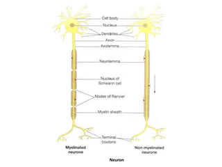 Neuron
 