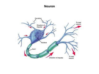 Neuron
 