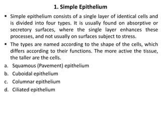 1. Simple Epithelium
 Simple epithelium consists of a single layer of identical cells and
is divided into four types. It is usually found on absorptive or
secretory surfaces, where the single layer enhances these
processes, and not usually on surfaces subject to stress.
 The types are named according to the shape of the cells, which
differs according to their functions. The more active the tissue,
the taller are the cells.
a. Squamous (Pavement) epithelium
b. Cuboidal epithelium
c. Columnar epithelium
d. Ciliated epithelium
 