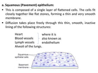 a. Squamous (Pavement) epithelium:
 This is composed of a single layer of flattened cells. The cells fit
closely together like flat stones, forming a thin and very smooth
membrane.
 Diffusion takes place freely through this thin, smooth, inactive
lining of the following structures:
where it is
also known as
endothelium
Heart
Blood vessels
Lymph vessels
Alveoli of the lungs.
 