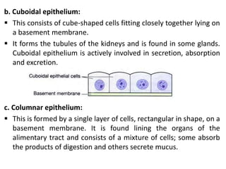 b. Cuboidal epithelium:
 This consists of cube-shaped cells fitting closely together lying on
a basement membrane.
 It forms the tubules of the kidneys and is found in some glands.
Cuboidal epithelium is actively involved in secretion, absorption
and excretion.
c. Columnar epithelium:
 This is formed by a single layer of cells, rectangular in shape, on a
basement membrane. It is found lining the organs of the
alimentary tract and consists of a mixture of cells; some absorb
the products of digestion and others secrete mucus.
 