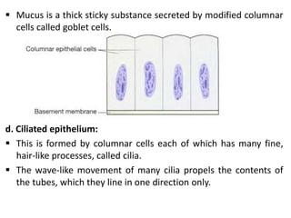  Mucus is a thick sticky substance secreted by modified columnar
cells called goblet cells.
d. Ciliated epithelium:
 This is formed by columnar cells each of which has many fine,
hair-like processes, called cilia.
 The wave-like movement of many cilia propels the contents of
the tubes, which they line in one direction only.
 
