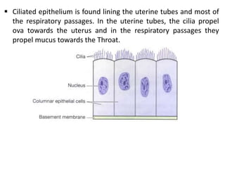  Ciliated epithelium is found lining the uterine tubes and most of
the respiratory passages. In the uterine tubes, the cilia propel
ova towards the uterus and in the respiratory passages they
propel mucus towards the Throat.
 