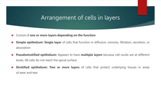 Multiple Cell Layers The Tissue level of organization .pptx