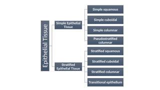 Transitional Vs Simple Columnar Tissue level of Organization First Year B. Pharm Semester 1 | PPTX