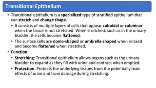 Transitional Shape Tissue level organization_1001590987.pdf