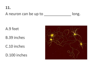 11.
A neuron can be up to _____________ long.
A.9 feet
B.39 inches
C.10 inches
D.100 inches
 