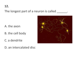 12.
The longest part of a neuron is called ______.
A. the axon
B. the cell body
C. a dendrite
D. an intercalated disc
 