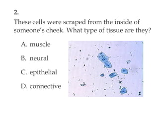 2.
These cells were scraped from the inside of
someone’s cheek. What type of tissue are they?
A. muscle
B. neural
C. epithelial
D. connective
 