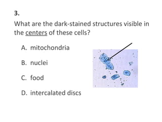3.
What are the dark-stained structures visible in
the centers of these cells?
A. mitochondria
B. nuclei
C. food
D. intercalated discs
 