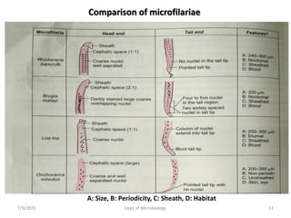 Comparison of microfilariae
7/9/2021 Dept of Microbiology 12
A: Size, B: Periodicity, C: Sheath, D: Habitat
 