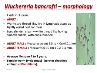 Wuchereria bancrofti – morphology
• Exists in 3 forms :
• ADULT :
• Worms are thread like, live in lymphatic tissue as
tightly coiled nodular mass.
• Long slender, creamy white thread like having
smooth cuticle, with ends rounded.
• ADULT MALE : Measures about 3.5 to 4.0cmX0.1 mm.
• ADULT FEMALE : Measures 6-10 cm x 0.2-0.3 mm.
• Average life span 4 to 5 years.
• Female worm (viviparous) liberates sheathed
embryos (Microfilaria).
7/9/2021 Dept of Microbiology 17
 
