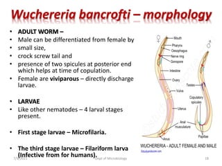 Wuchereria bancrofti – morphology
• ADULT WORM –
• Male can be differentiated from female by
• small size,
• crock screw tail and
• presence of two spicules at posterior end
which helps at time of copulation.
• Female are viviparous – directly discharge
larvae.
• LARVAE
• Like other nematodes – 4 larval stages
present.
• First stage larvae – Microfilaria.
• The third stage larvae – Filariform larva
(Infective from for humans).
7/9/2021 Dept of Microbiology 18
 