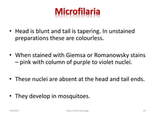 Microfilaria
• Head is blunt and tail is tapering. In unstained
preparations these are colourless.
• When stained with Giemsa or Romanowsky stains
– pink with column of purple to violet nuclei.
• These nuclei are absent at the head and tail ends.
• They develop in mosquitoes.
7/9/2021 Dept of Microbiology 20
 