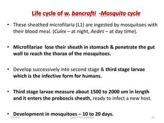 Life cycle of w. bancrofti -Mosquito cycle
• These sheathed microfilaria (L1) are ingested by mosquitoes with
their blood meal. (Culex – at night, Aedes – at day time).
• Microfilariae lose their sheath in stomach & penetrate the gut
wall to reach the thorax of the mosquitoes.
• Develop successively into second stage & third stage larvae
which is the infective form for humans.
• Third stage larvae measure about 1500 to 2000 um in length
and it enters the proboscis sheath, ready to infect a new host.
• Development in mosquitoes – 10 to 20 days.
7/9/2021 Dept of Microbiology 24
 