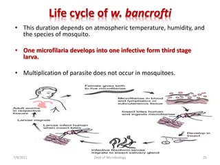 Life cycle of w. bancrofti
• This duration depends on atmospheric temperature, humidity, and
the species of mosquito.
• One microfilaria develops into one infective form third stage
larva.
• Multiplication of parasite does not occur in mosquitoes.
7/9/2021 Dept of Microbiology 25
 