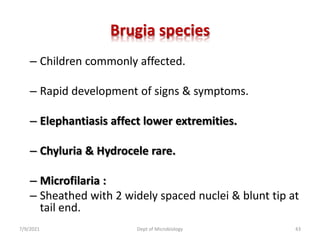 Brugia species
– Children commonly affected.
– Rapid development of signs & symptoms.
– Elephantiasis affect lower extremities.
– Chyluria & Hydrocele rare.
– Microfilaria :
– Sheathed with 2 widely spaced nuclei & blunt tip at
tail end.
7/9/2021 Dept of Microbiology 43
 