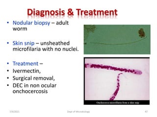 Diagnosis & Treatment
• Nodular biopsy – adult
worm
• Skin snip – unsheathed
microfilaria with no nuclei.
• Treatment –
• Ivermectin,
• Surgical removal,
• DEC in non ocular
onchocercosis
7/9/2021 Dept of Microbiology 47
 