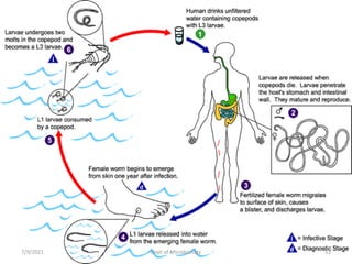 7/9/2021 Dept of Microbiology 53
 
