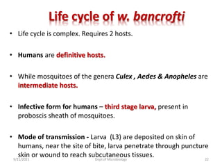 Life cycle of w. bancrofti
• Life cycle is complex. Requires 2 hosts.
• Humans are definitive hosts.
• While mosquitoes of the genera Culex , Aedes & Anopheles are
intermediate hosts.
• Infective form for humans – third stage larva, present in
proboscis sheath of mosquitoes.
• Mode of transmission - Larva (L3) are deposited on skin of
humans, near the site of bite, larva penetrate through puncture
skin or wound to reach subcutaneous tissues.
9/21/2021 Dept of Microbiology 22
 
