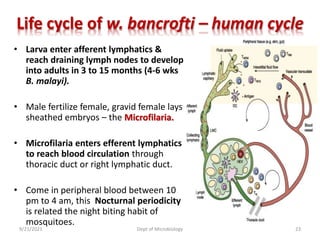 Life cycle of w. bancrofti – human cycle
• Larva enter afferent lymphatics &
reach draining lymph nodes to develop
into adults in 3 to 15 months (4-6 wks
B. malayi).
• Male fertilize female, gravid female lays
sheathed embryos – the Microfilaria.
• Microfilaria enters efferent lymphatics
to reach blood circulation through
thoracic duct or right lymphatic duct.
• Come in peripheral blood between 10
pm to 4 am, this Nocturnal periodicity
is related the night biting habit of
mosquitoes.
9/21/2021 Dept of Microbiology 23
 