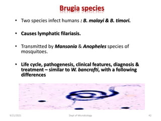 Brugia species
• Two species infect humans : B. malayi & B. timori.
• Causes lymphatic filariasis.
• Transmitted by Mansonia & Anopheles species of
mosquitoes.
• Life cycle, pathogenesis, clinical features, diagnosis &
treatment – similar to W. bancrofti, with a following
differences
9/21/2021 Dept of Microbiology 42
 