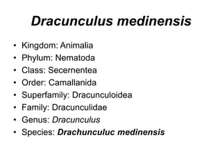 Dracunculus medinensis
• Kingdom: Animalia
• Phylum: Nematoda
• Class: Secernentea
• Order: Camallanida
• Superfamily: Dracunculoidea
• Family: Dracunculidae
• Genus: Dracunculus
• Species: Drachunculuc medinensis
 