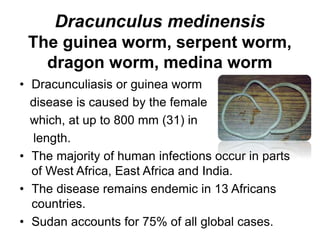 Tissue nematodes 8 (1).pptx