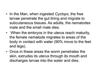 Tissue nematodes 8 (1).pptx