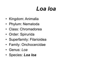 Loa loa
• Kingdom: Animalia
• Phylum: Nematoda
• Class: Chromadorea
• Order: Spirurida
• Superfamily: Filarioidea
• Family: Onchocercidae
• Genus: Loa
• Species: Loa loa
 