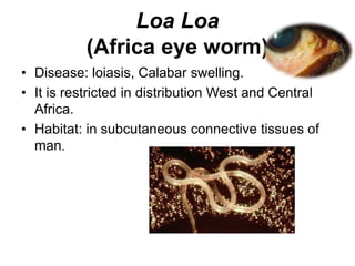 Loa Loa
(Africa eye worm)
• Disease: loiasis, Calabar swelling.
• It is restricted in distribution West and Central
Africa.
• Habitat: in subcutaneous connective tissues of
man.
 