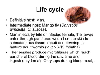 Life cycle
• Definitive host: Man.
• Intermediate host: Mango fly (Chrysops
dimidiata, C. silacea).
• Man infects by bite of infected female, the larvae
enter through punctured wound on the skin to
subcutaneous tissue, moult and develop to
mature adult worms (takes 6-12 months).
• The females produce microfilariae which reach
peripheral blood during the day time and
ingested by female Chrysops during blood meal,
 